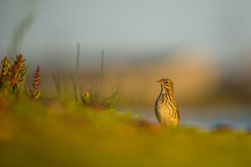 Anthus pratensis, meadow pipit, bird, animals, birds Anthus pratensisphoto preview