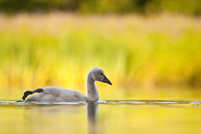 Black swan babyphoto preview