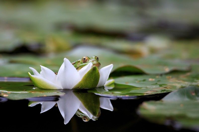 КВАсу, КВАсу мне сюда! Надоела мне вода))))photo preview