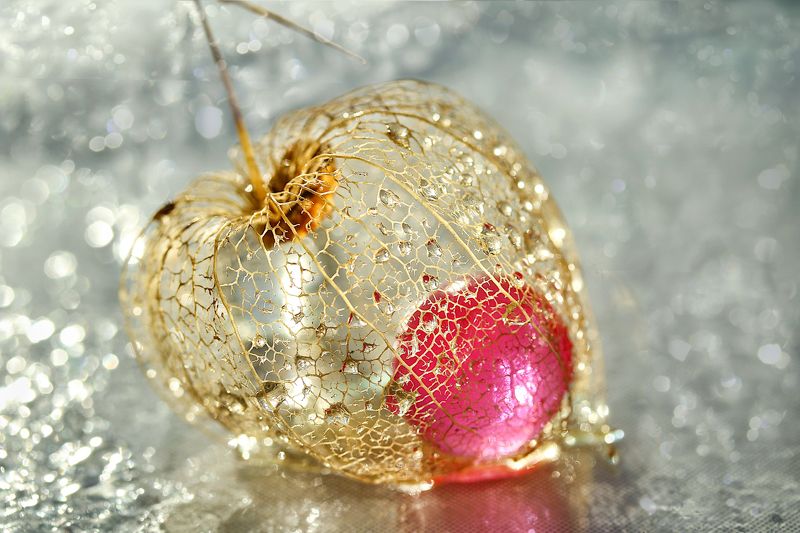 физалис, макро, боке Физалисphoto preview