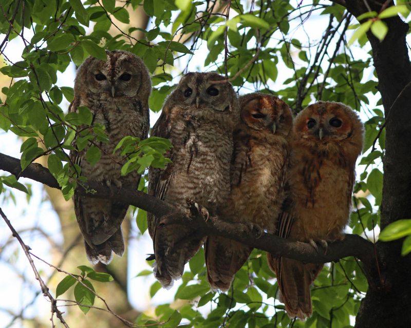 серая неясыть, неясыть, сова, совёнок, совята, strix aluco, tawny owl, owl, парк имени макса ашманна Семейство лесных привиденийphoto preview