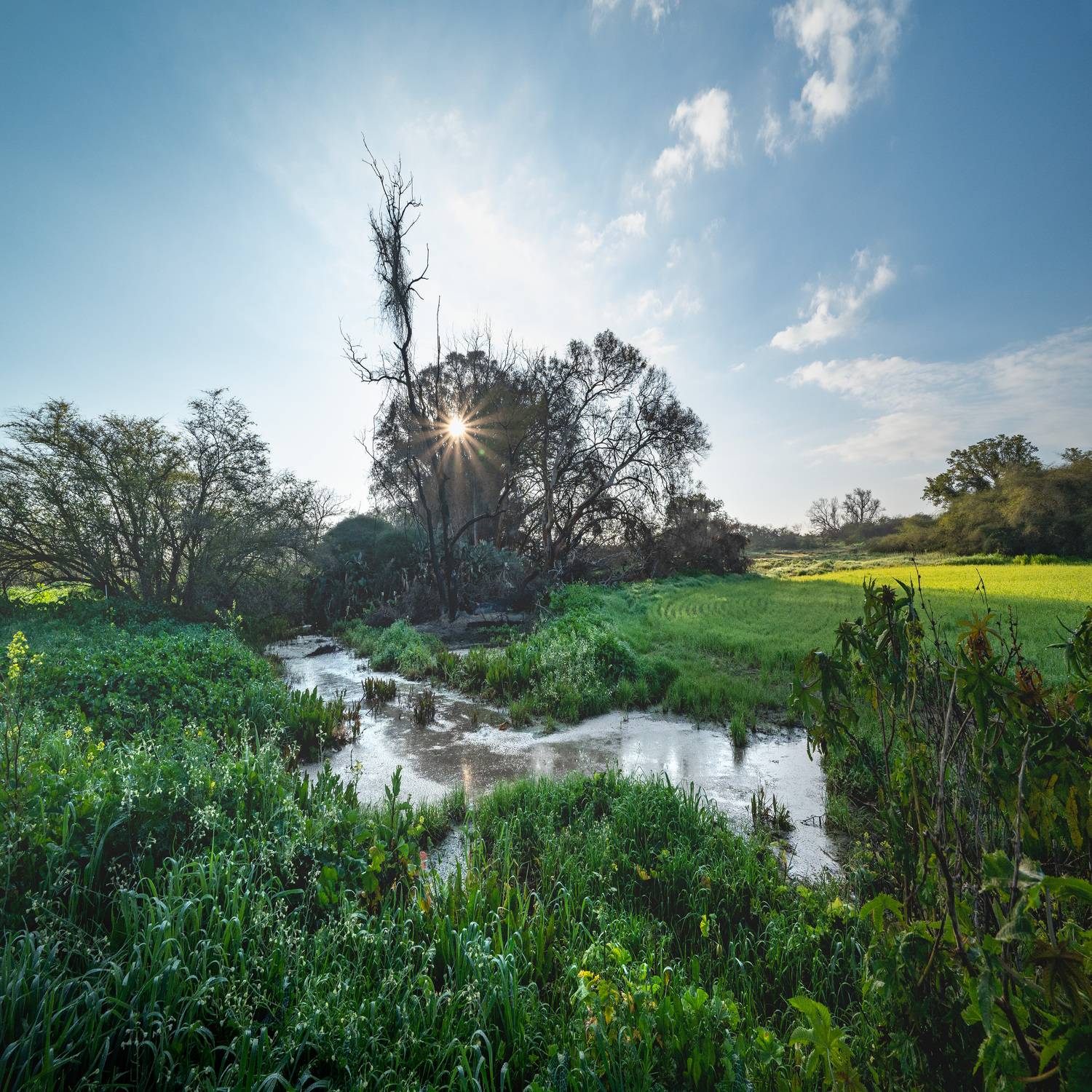 -на болоте-. Автор: Анатолий , Анатолий