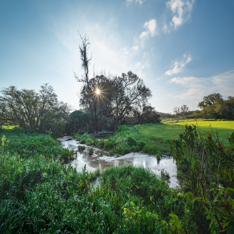 -на болоте-photo preview