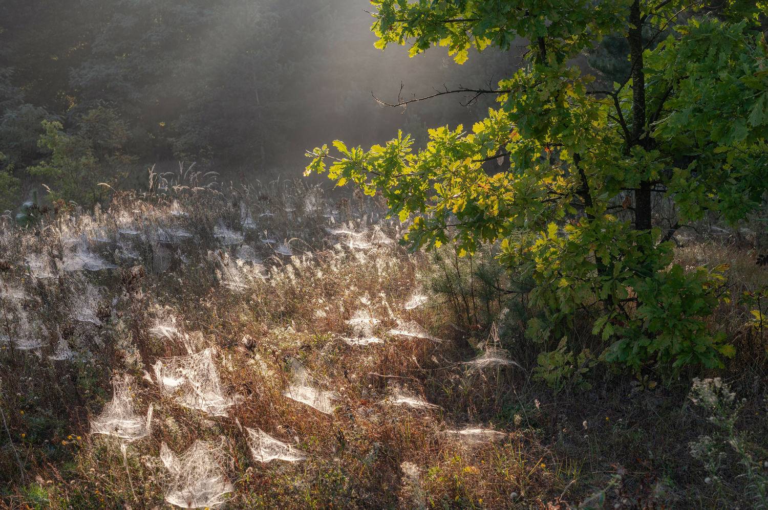 , Гайдук Евгений