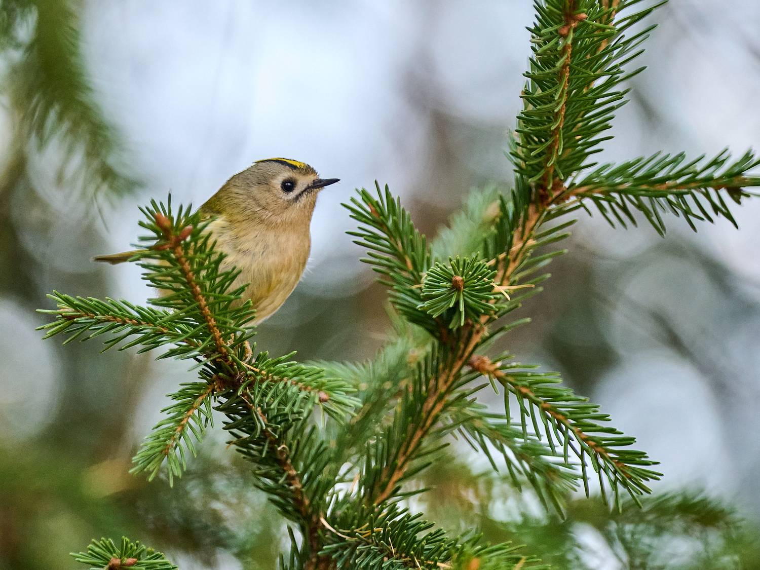 птицы, королёк, желтоголовый королёк, Сергей Неклюдов