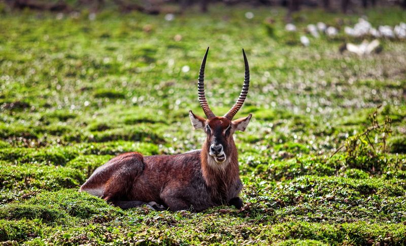 Кения Kobus ellipsiprymnus фото превью