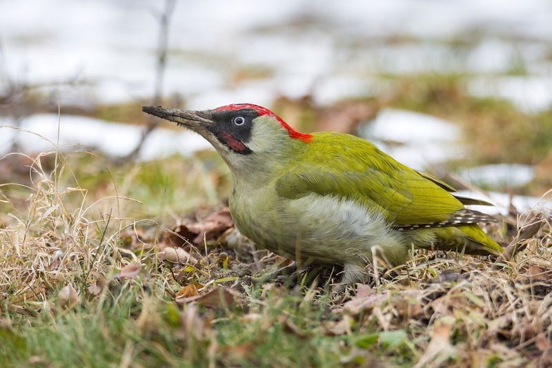 Зеленый дятелphoto preview