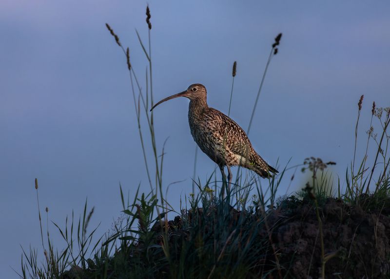 птица, кроншнеп Рассветный ждунphoto preview