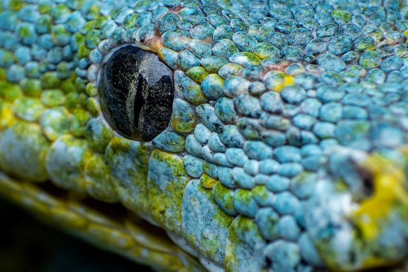 macro, snakes, reptiles Green Tree Pythonphoto preview
