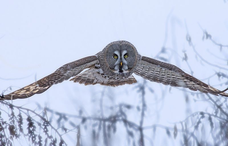 сова,бородатая неясыть,полёт,зима Серьёзные намеренияphoto preview