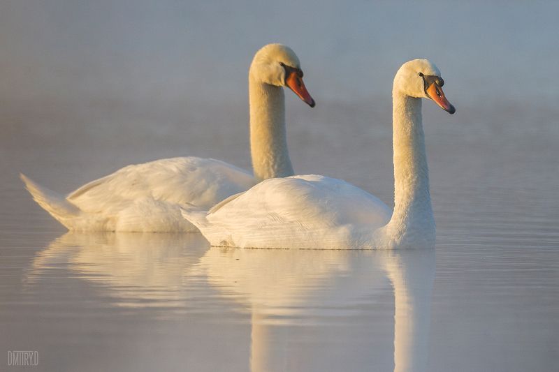 лебедь, лебедь-шипун, Лебеди-шипуны фото превью