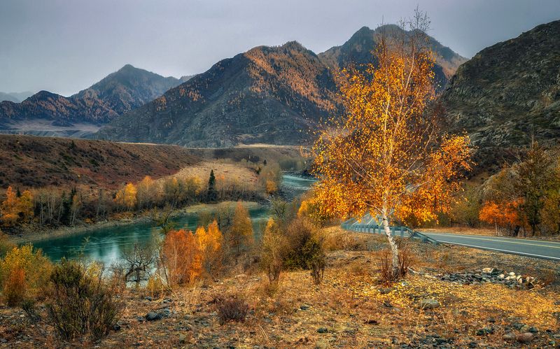 горный алтай,октябрь,утро,чуйский тракт,катунь,осенняя берёзка По Чуйскому тракту...photo preview