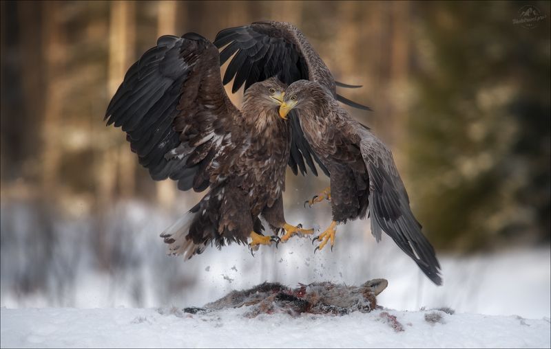 красный бор, фототур в красный бор, беларусь, орлан-белохвост, орлан, сероватень, haliaeetus albicilla, белохвостый орлан, white-tailed eagle, фотоохота Танцы на костях ..photo preview