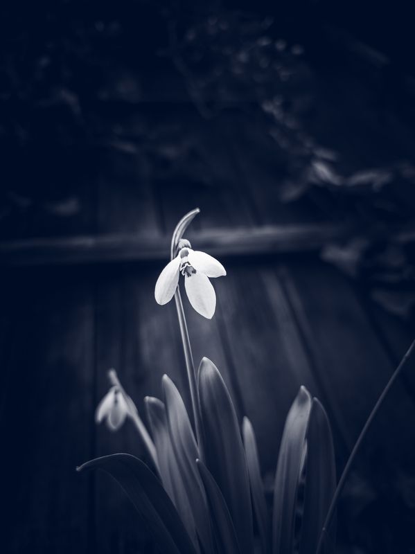 Spring timephoto preview