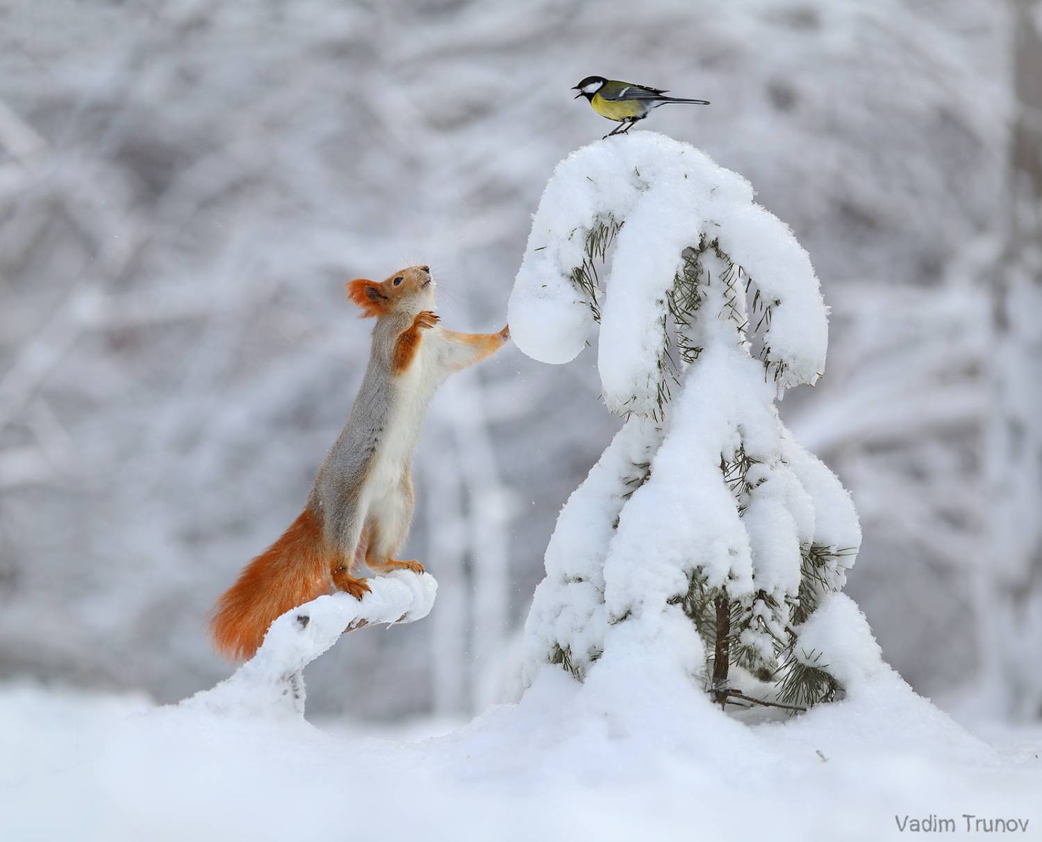 , Вадим Трунов