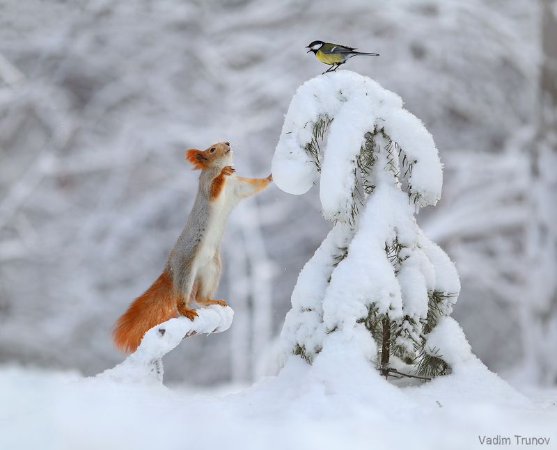 Какие новости в лесу?photo preview