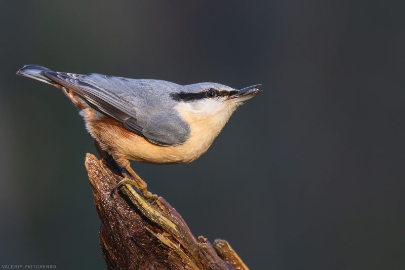 поползень, птицы, природа, nuthatch, birds, nature Поползеньphoto preview