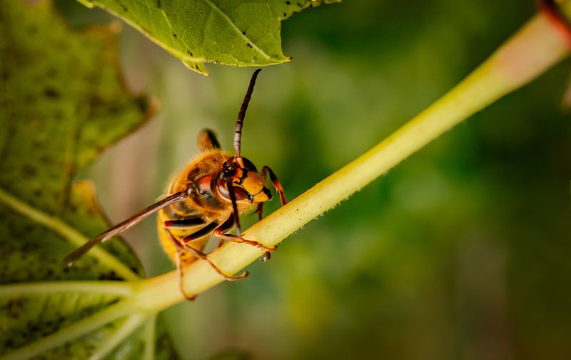 макро К вершинеphoto preview