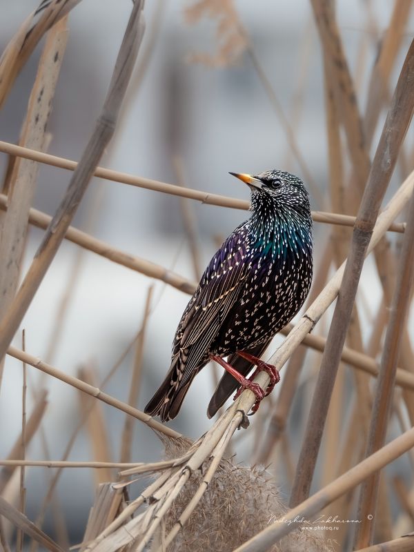 Скворцы прилетелиphoto preview