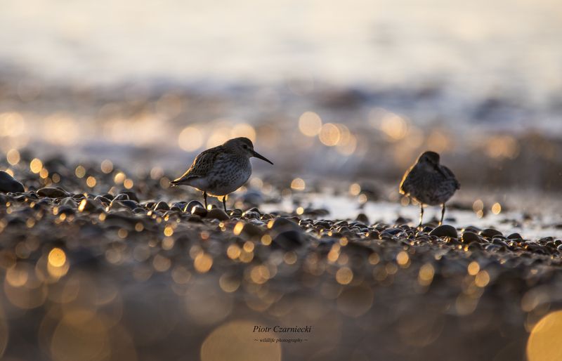 stint, bird, birds, animals,  stintphoto preview