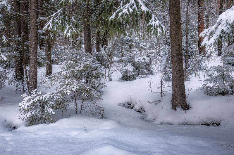 лес В зимнем лесу фото превью