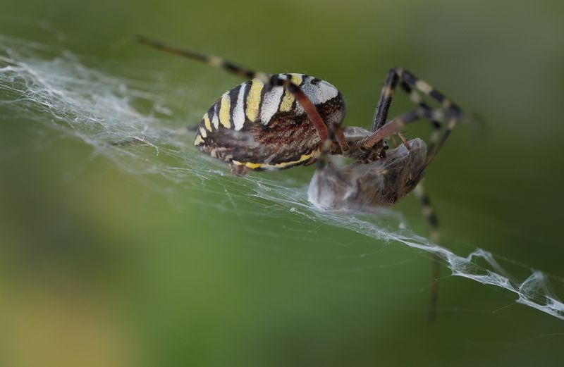 * фото превью