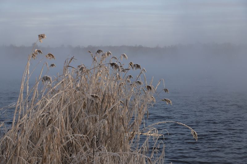 шатура, пейзаж, озеро, природа, россия, иней, мороз, подмосковье, пар, испарение, вода, берег Шатура. Прогулка вдоль озера Муромское фото превью