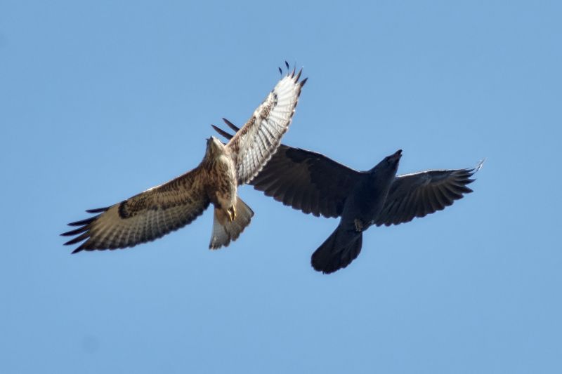 птицы, ворон, обыкновенный канюк Пилотажная группа Инь и Ян.photo preview