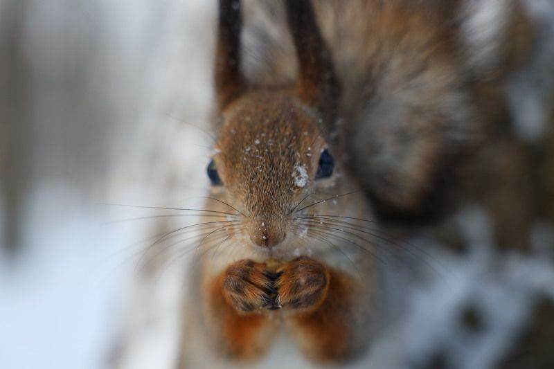 белка дикиеживотные  photo preview