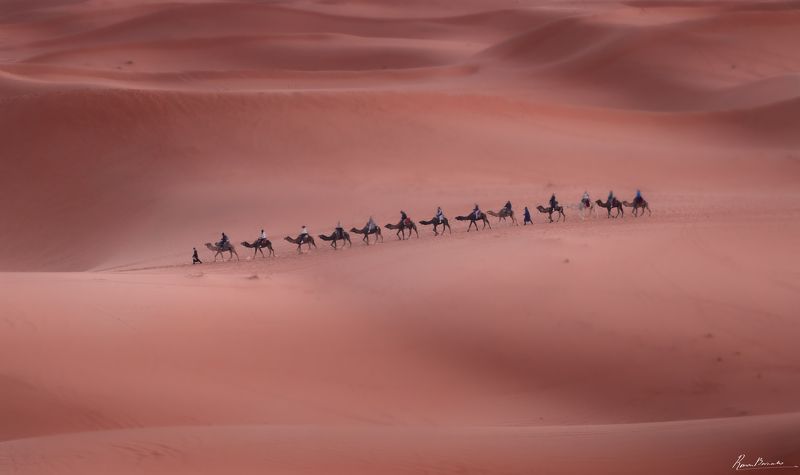 sahara, desert, dune, sand, landscape, caravan, camel, nomads Sahara dunes фото превью