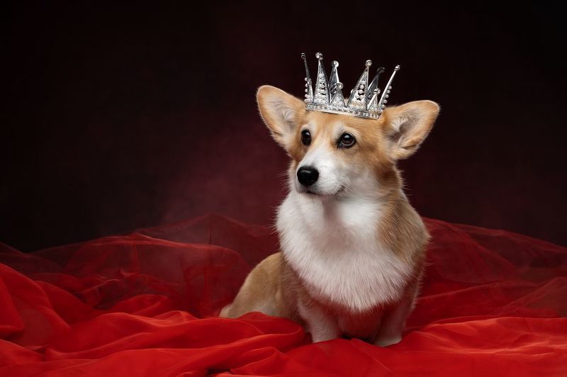 Королеваphoto preview