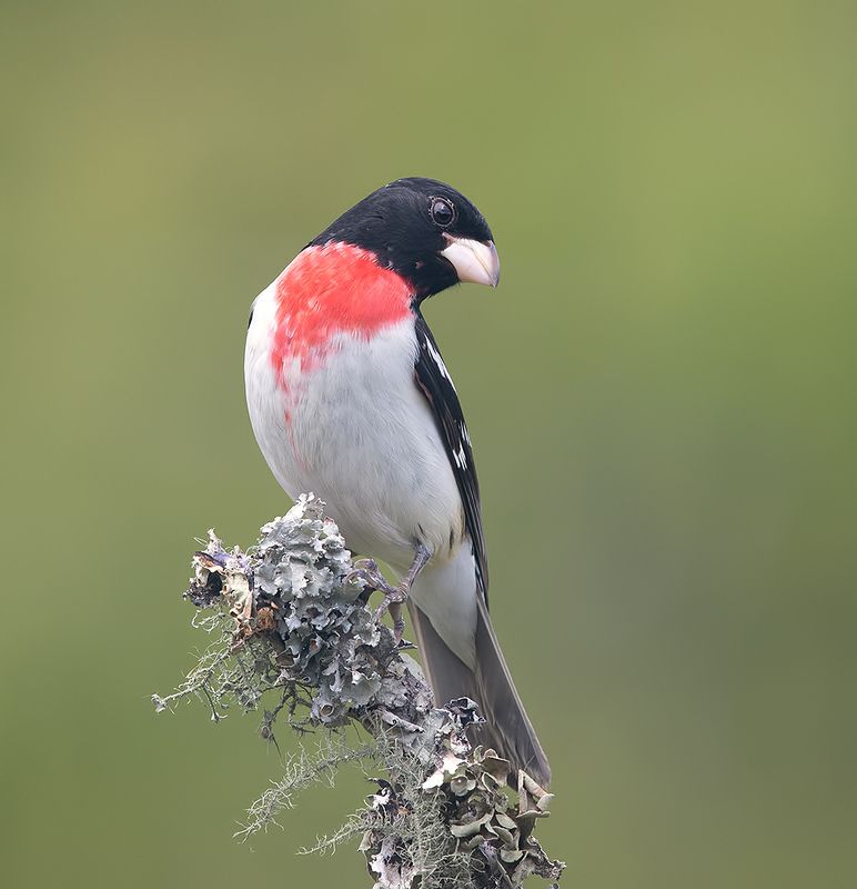 красногрудый дубоносовый кардинал, rose-breasted grosbeak, grosbeak, весна Rose-breasted Grosbeak - Красногрудый дубоносовый кардиналphoto preview