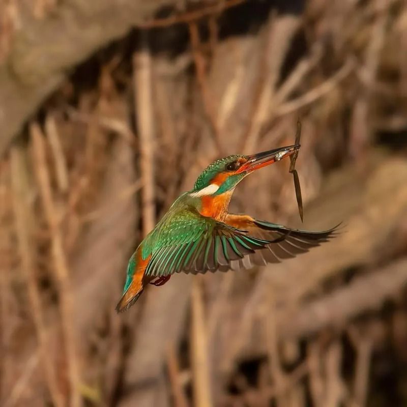 Martin pescatore photo preview