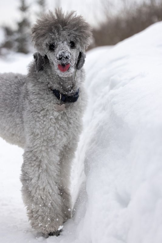 Малый пудель, пудель, язык, зима Дурашкаphoto preview