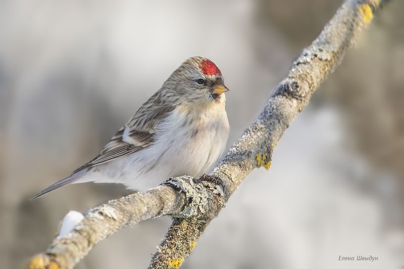 bird of prey, animal, birds, bird,  animal wildlife,  nature,  animals in the wild, пепельная чечётка, чечётка, arctic redpoll, птицы, птица Пепельная чечёткаphoto preview