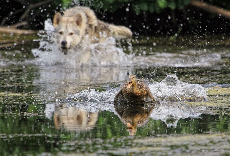 Трудная охотаphoto preview