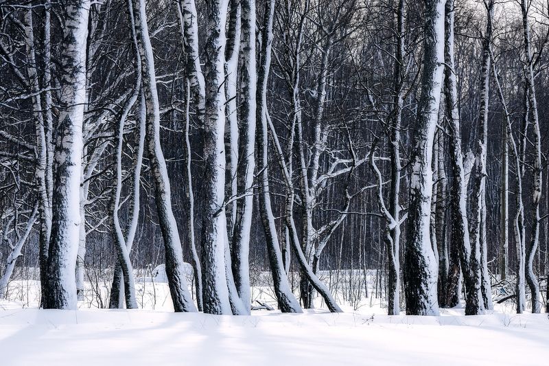 Линии леса фото превью