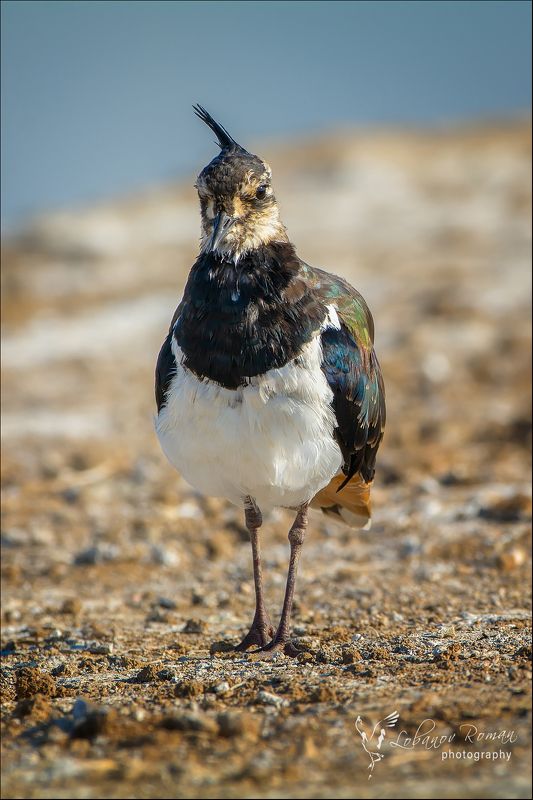 * * * фото превью