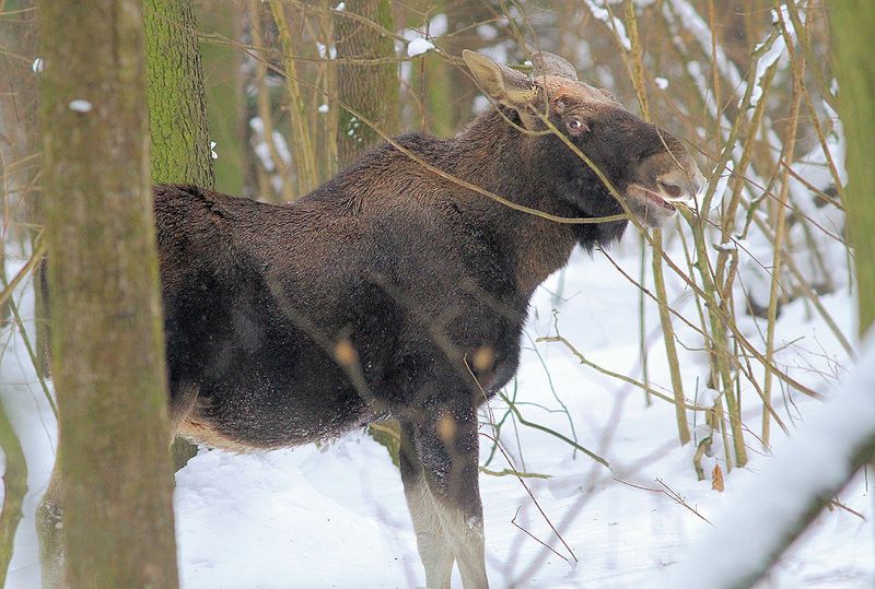 Лосьphoto preview