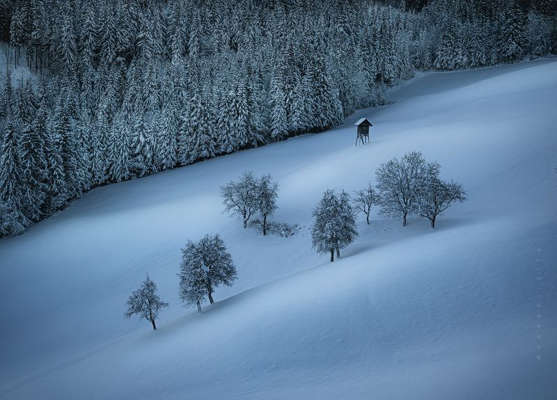 hungary, winter, landscape, trees, forest, fir tree, woodland, snowy, snow Winter Symphonyphoto preview