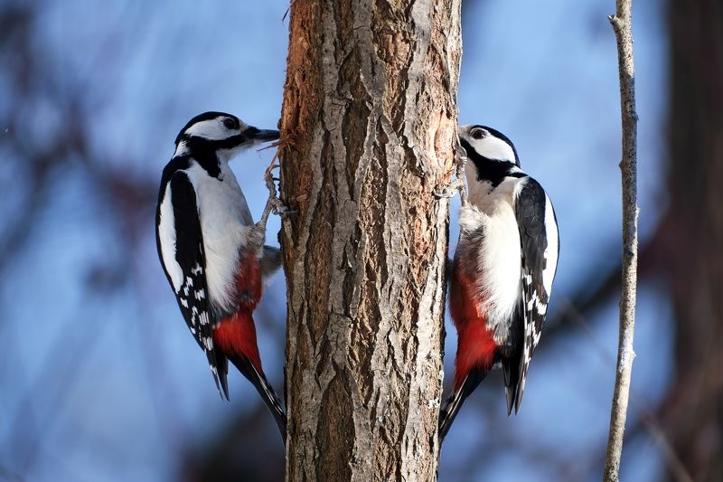 красноярские столбы, дятел, большой пёстрый дятел. Утро воскресенья. Соседи. Ремонт.photo preview