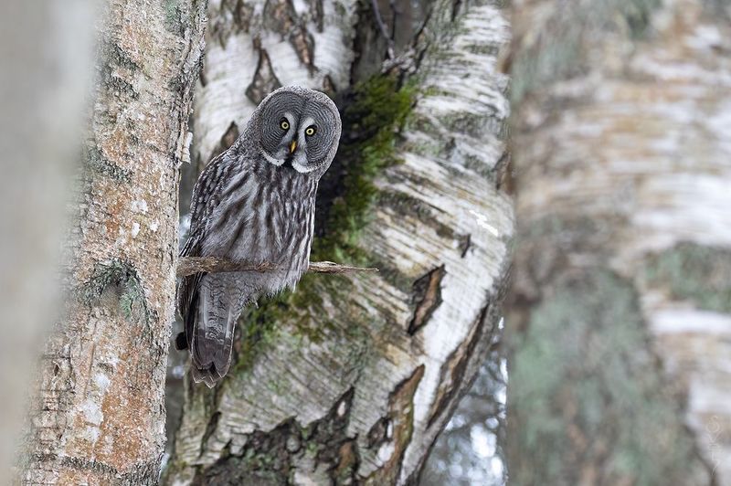 бородатая неясыть среди сплетения березphoto preview