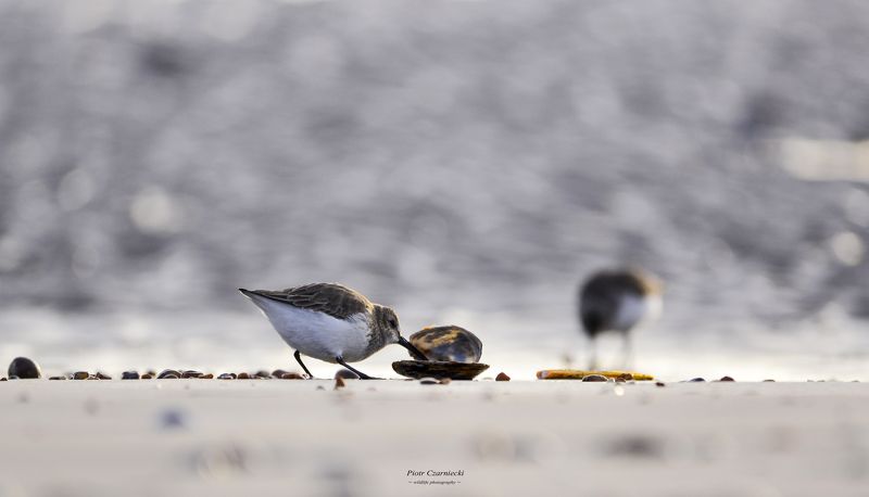 stint, birds, bird, animals  stintphoto preview