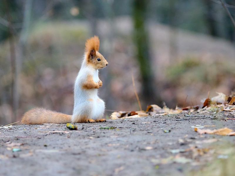 животные, белка В ожидании зимы.photo preview