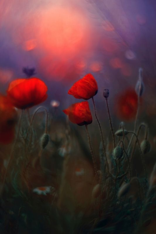 poppy,flowers,nature,light,dark,red, Red фото превью