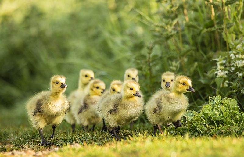 Branta canadensis, goose, birds, Canada goose, nature, animals, nature Branta canadensisphoto preview