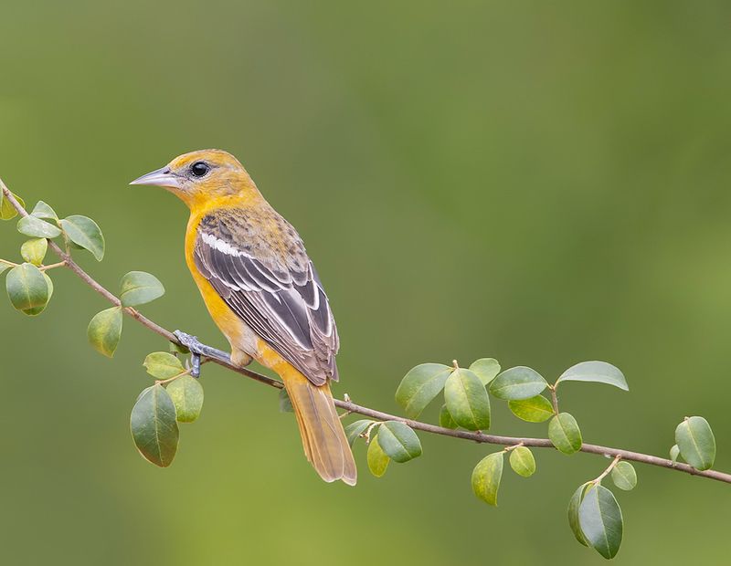 трупиал, baltimore oriole, oriole, весна, иволга Baltimore Oriole - Балтиморская Иволгаphoto preview