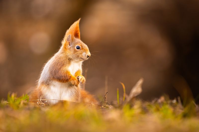 Squirrelphoto preview
