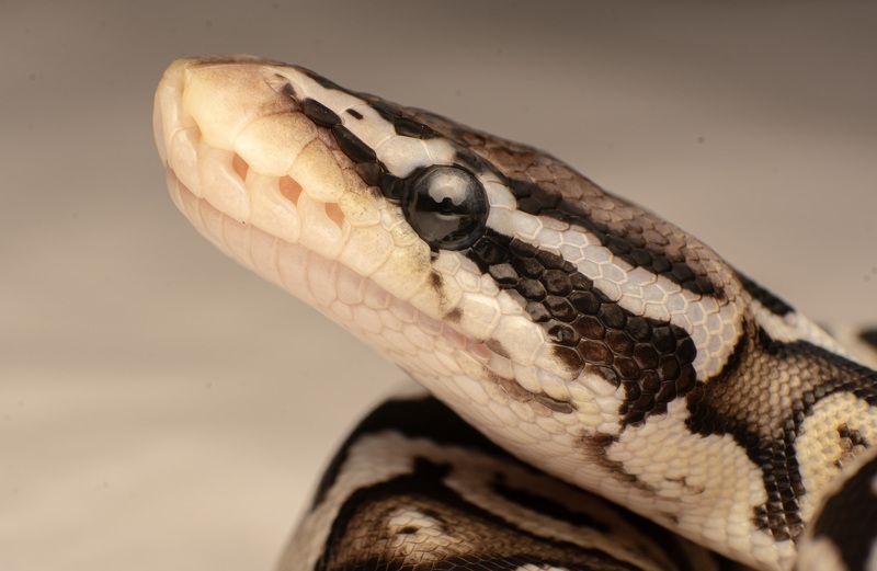 macro, snakes, reptiles, Ball Pythonphoto preview