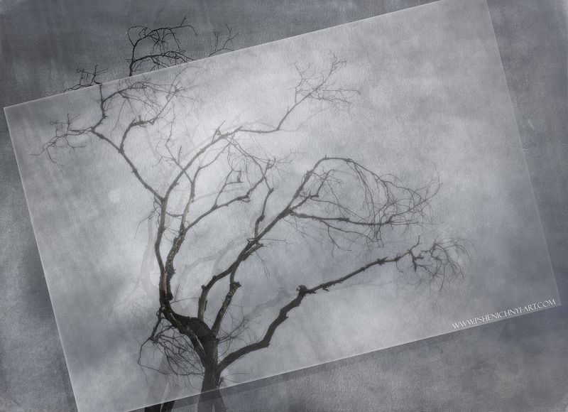 осень, дерево, крона, силуэт, рисунок, ветви, графика, концепция Старое деревоphoto preview